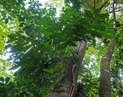 Amydrium zippelianum, adult leaves, Waisia waterfall, Seram, Moluccas