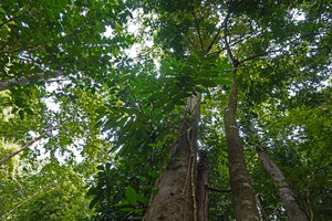 Amydrium zippelianum climbing along a tree trunk, Waisia waterfall, Seram, Moluccas