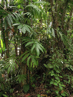 Amydrium zippelianum climbing along tree trunk in disturbed primary forest, Madang, Papua New Guinea
