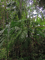 Amydrium zippelianum in disturbed primary forest, Madang, Papua New Guinea