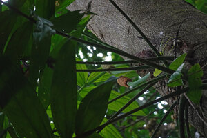 Amydrium zippelianum, infructescences, Waisia waterfall, Seram, Moluccas