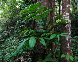 Amydrium zippelianum, leaves of a preadult plant, Waisia waterfall, Seram, Moluccas