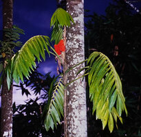 Amydrium zippelianum with mature bright red infructescences, climbing along tree trunk in disturbed forest understory, Timika, Western New Guinea