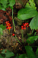 Anadendrum montanum, infructescences, Tioman, Malaysia
