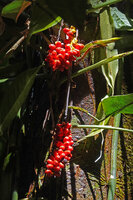 Anadendrum sp., bright red berries, Masihulan, Seram, Moluccas