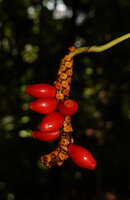 Anadendrum sp., infructescence with bright red truncate berries, Masihulan, Seram, Moluccas