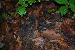 Anadendrum sp., juvenile with blackish shiny leaves, creeping on forest floor among dry tree leaves, mostly Dipterocarpaceae, Danum Valley, Sabah, Borneo