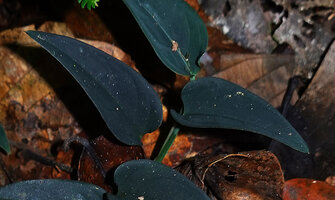 Anadendrum sp., juvenile with blackish shiny velvety leaves, creeping on forest floor, Danum Valley, Sabah, Borneo