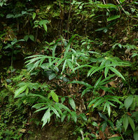 Anaphyllum wightii, compound dissected leaves and tall inflorescence, Pon Mudi, Kerala, India