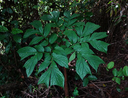 Anchomanes abbreviatus, multipartite leaf, Sanje waterfall, Udzungwa NP, Tanzania