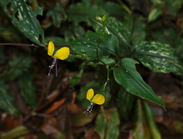 Aneilema aequinoctiale, lax infloresecence, Amani, East Usambara, Tanzania