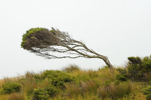 Anemomorphosis, Waipoua, New Zealand