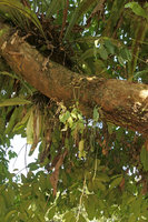 An epiphytic Gesneriaceae species, maybe Loxostigma griffithii, Putao, Kachin, Myanmar