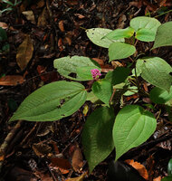 Anerincleistus purpureus, apically flowering stem, Bukit Bilit, Kinabatangan, Sabah, Borneo