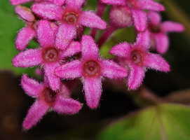 Anerincleistus purpureus, young maturing capsular fruits with horizontally displayed, enlarged, hairy calyx lobes, Bukit Bilit, Kinabatangan, Sabah, Borneo