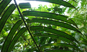 Angiopteris microura, pinnules with sori, Imbu Rano, Kolombangara, Solomon Islands