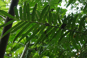 Angiopteris microura, sori on the lower surface of pinnules, Imbu Rano, Kolombangara, Solomon Islands