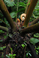 Angiopteris microura, top of the stem covered by old stipules and bases of frond petioles, Imbu Rano, Kolombangara, Solomon Islands