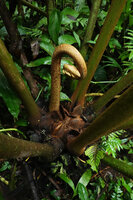 Angiopteris microura, young emerging frond, Imbu Rano, Kolombangara, Solomon Islands