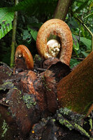 Angiopteris microura, young frond emerging between the protective stipules, Imbu Rano, Kolombangara, Solomon Islands