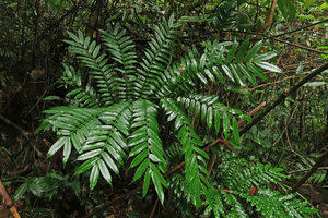 Angiopteris fokiensis, frond with cucullate emergences along the zigzaging rachis, Bach Ma NP, 500 m asl, Hue, Vietnam