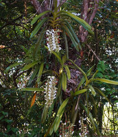 Angraecum eburneum, epiphyte at the base of a tree trunk, Ankanin'ny Nofy, Madagascar