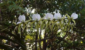 Angraecum eburneum flowering as an epiphyte, Ankanin'ny Nofy, Madagascar