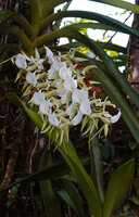Angraecum eburneum, inflorescence, Ankanin'ny Nofy, Madagascar