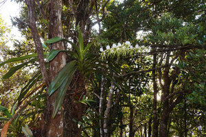 Angraecum eburneum, leaves and inflorescence, Ankanin'ny Nofy, Madagascar