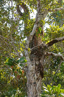 Angraecum sesquipedale, an epiphytic branched individual fiwed to the tree trunk by adventitious roots, Ankanin'ny Nofy, Madagascar.