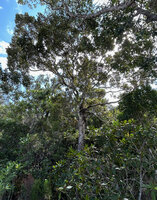 Angraecum sesquipedale as an epiphyte installed at the zone of insertion of the main branches on the tree trunk, Ankanin'ny Nofy, Madagascar.