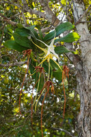 Angraecum sesquipedale epiphytic in habitat, flowers and maturing fruits, Ankanin'ny Nofy, Madagascar