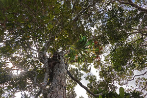 Angraecum sesquipedale, epiphytic on a tree of the forest on white sands close to lake Ampitabe, Ankanin'ny Nofy, Madagascar 