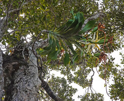 Angraecum sesquipedale, flower at anthesis and old flowers with brown long hanging spur at top of maturing fruits, Ankanin'ny Nofy, Madagascar 