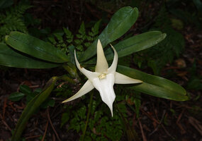 Angraecum sesquipedale, flower front view, Ankanin'ny Nofy, Madagascar.