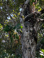 Angraecum sesquipedale flowering on its host tree trunk, Ankanin'ny Nofy, Madagascar.