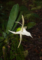 Angraecum sesquipedale, flower lateral view, Ankanin'ny Nofy, Madagascar.