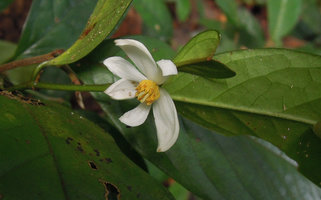 Anaxagorea luzonensis, flower and leaves,  Khao Yai NP, Thailand