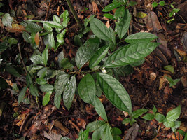Anaxagorea luzonensis, flowering plagiotropic stem, Khao Yai NP, Thailand