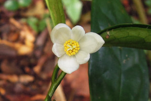 Anaxagorea luzonensis, flower, stamens and stigmatic lobes, cucullate sepals, Khao Yai NP, Thailand
