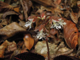 Anoectochilus albolineatus, flower close-up, Fraser&#039;s Hill, Malaysia