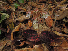 Anoectochilus albolineatus, Fraser&#039;s Hill, Malaysia