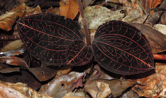 Anoectochilus albolineatus, golden iridescent nerves, Fraser&#039;s Hill, Malaysia
