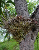 Ansellia africana, upwards growing roots ending in a sharp needle point transpercing and collecting dead fallen leaves in the central basket, Lupita island, Kipili, Lake Tanganyika, Tanzania