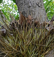 Ansellia africana, upwards growing roots ending in a sharp needle point transpercing and collecting dead fallen tree leaves, Lupita island, Kipili, Lake Tanganyika, Tanzania