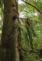 Anthurium sp, an epiphytic species with strap hanging leaves, entire plant, Iquitos, Peru
