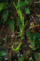 Anthurium amoenum, erect green stem with long internodes on forest floor, Mashpi FR, Pichincha, Ecuador.