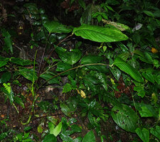 Anthurium amoenum, erect petioles and horizontal blades, this terrestrial species being very Calathea like looking, Mashpi FR, Pichincha, Ecuador.