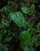 Anthurium amoenum, horizontally displayed leaf blades, Mashpi FR, Pichincha, Ecuador.