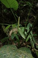 Anthurium amoenum, inflorescence, El Pahuma Orchid reserve, Pichincha, Ecuador